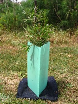 I pp hanno ondulato le guardie di plastica di Corflute Sustainable Tree della guardia dell'albero