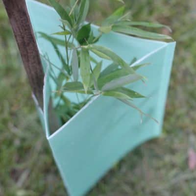 protettori di plastica del tronco di albero dell'albero di 2mm Corflute del triangolo ondulato delle guardie
