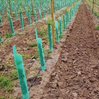 Impatto di Corflute Vine Protectors della guardia di plastica dell'albero del polipropilene anti