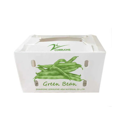 Scatola per ortaggi in polipropilene coroplastico personalizzata scatola di imballaggio in plastica corrugata in PP