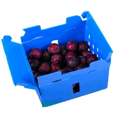 Scatola di plastica corrugata in PP Scatola di imballaggio di frutta in coroplastico personalizzata riciclabile pieghevole