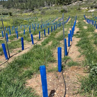 Corflute Tree Guard adatto ai giardinieri, ai giardinieri e ai vivai di alberi in cerca di tubi di protezione delle piantine durevoli