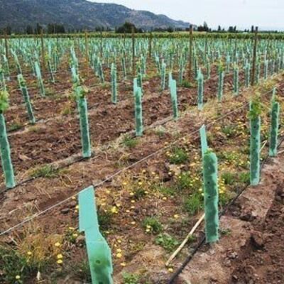 PP Tree Guard è leggero, resistente, impermeabile e facile da installare, che protegge i giovani alberi dal vento, dagli animali e dai danni, con dimensioni, colori, spessori e disegni personalizzabili.